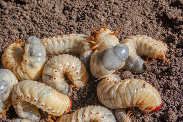 Harmful larvae for plants in the ground