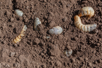 Harmful larvae for plants in the ground