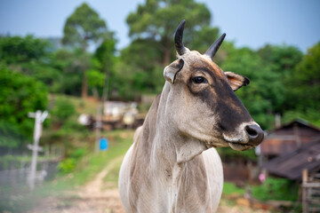 cow in nature looking cool
