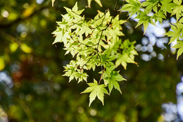 Fototapeta na wymiar maple leaves in spring