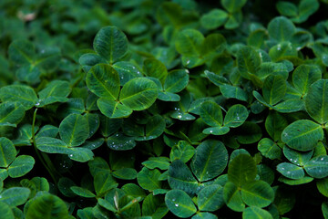 clovers after rain