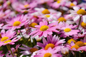 pink Margaret flowers