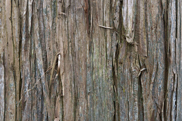 The bark of a pine tree. Background, pattern, texture.