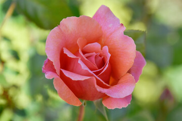 beautiful red rose