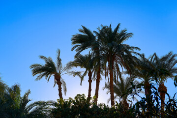 Fototapeta na wymiar Silhouettes of palm trees against a blue sky on a bright warm day