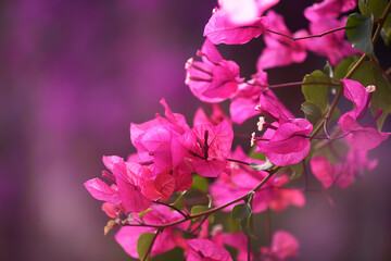 Obraz premium Blooming bright bougainvillea. Floral bright background.