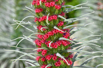 Spanish flower called a "tower of jewels"
