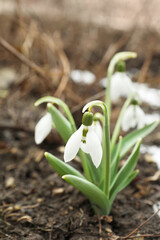 Beautiful blooming snowdrops growing outdoors. Spring flowers