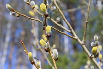 Blooming twig of pussy willow in early spring. Close-up. Blooming willow in the month of April. Fluffy gray buds with yellow pollen against a blue sky. Middle Ural (Russia) 