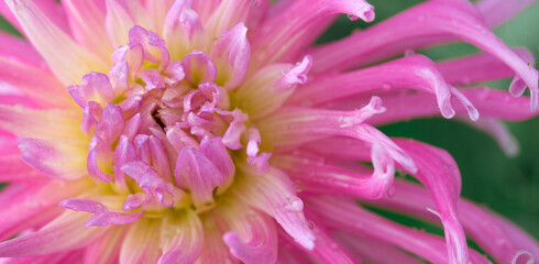 Pink dahlia isolated on green blur background.