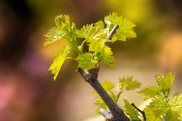 New fresh grapevine buds blooming.