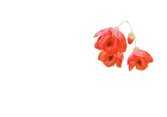 Abutilon pictum orange flowers isolated on white background with copy space