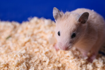 Cute little fluffy hamster in cage. Space for text