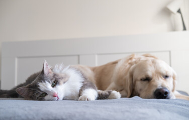 gray cat and dog golden retriever lie together on the crib. communication of pets with each other