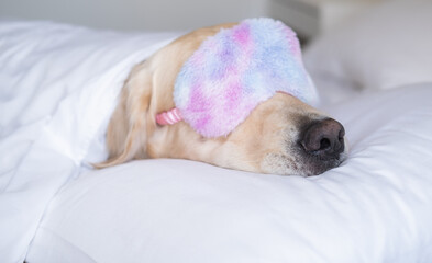 Golden Retriever sleeps in a pink sleep mask. The dog lies on a white bed under a blanket.