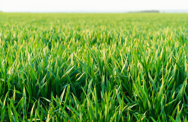 agricultural field with young sprouts and a blue sky with clouds - a beautiful spring landscape