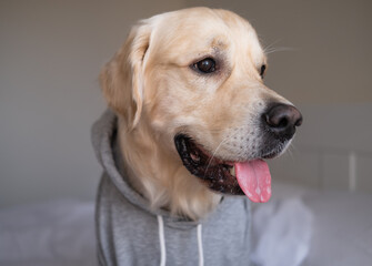 dog in a gray sweatshirt with a hood. Golden Retriever in clothes sitting on the bed