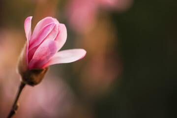 Obraz na płótnie Canvas Beautiful bud of magnolia tree on blurred background, closeup. Space for text