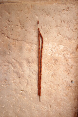 Prayer beads on the wall. Religious symbol.