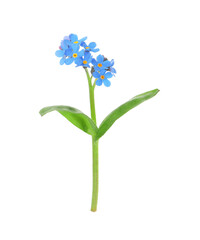 Beautiful blue Forget-me-not flowers isolated on white