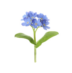 Beautiful blue Forget-me-not flowers isolated on white