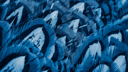 blue pheasant feathers with dark stripes. background