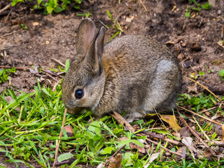 Naklejka na ściany i meble Cute rabbit baby eats grass on the ground