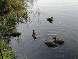 Wild gray ducks in search of mining