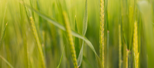 Fototapeta na wymiar closed up with selective focus on green wheat