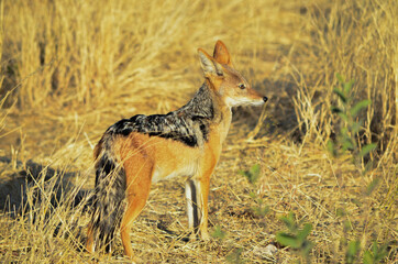 Fototapeta premium black-backed jackal