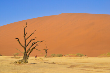 dead tree sand dunes desert landscape