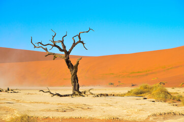 Fototapeta na wymiar a dead tree in the sand dunes desert