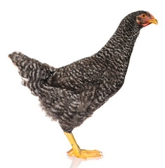 one black chicken isolated on white background, studio shoot