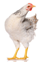 one white chicken isolated on white background, studio shoot