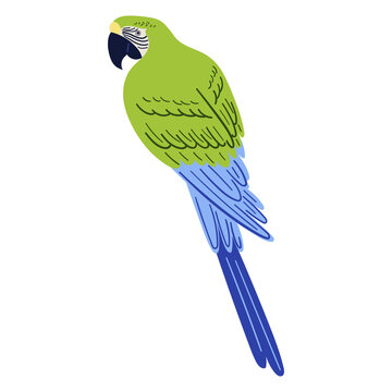 green parrot isolated white background clip art preview