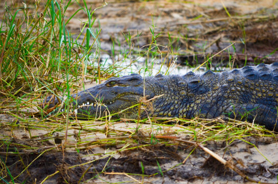 a crocodile hiding out in the wild