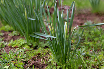 Daffodil plants growing in garden. Spring flowers
