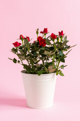 Bushy indoor roses in a white pot. Growing and selling decorative miniature flowers. A perfect gift for your birthday, Valentine's Day, March 8, Mother's Day. Home and street flower close-up