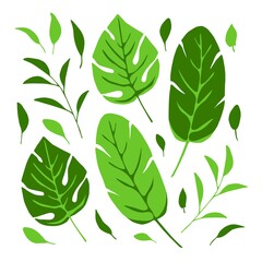 Simple vector set of green tropical leaves. Jungle plants, monstera, banana palm. Elements of nature for creating a pattern, decorating eco products.