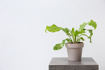 Beautiful fern in pot on grey table against white background, space for text