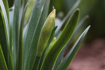 Daffodil plants growing in garden, closeup. Spring flowers