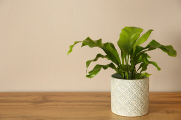 Beautiful fern in pot on wooden table, space for text