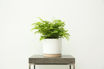 Beautiful fern in pot on grey table against white background