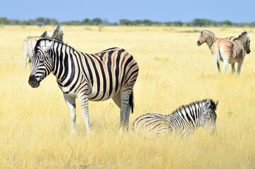 Fototapeta na wymiar A herd of wild zebra in africa