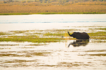 Wild african elephant spraying water in a lake taking a bath