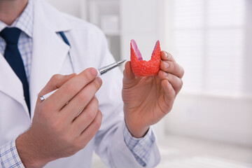 Doctor showing thyroid gland model in hospital, closeup