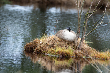 Kanadagans beim brüten.