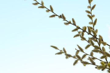 Beautiful view of pussy willow branches against blue sky outdoors, space for text