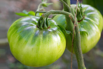 Closeup group of green tomatoes growing in greenhouse.