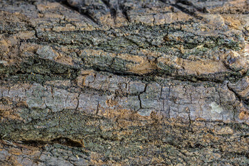 texture 09 - corteccia di acacia